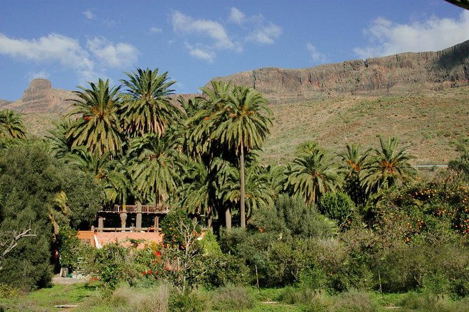 camel-ride-in-fataga-with-tapas-and-drinks