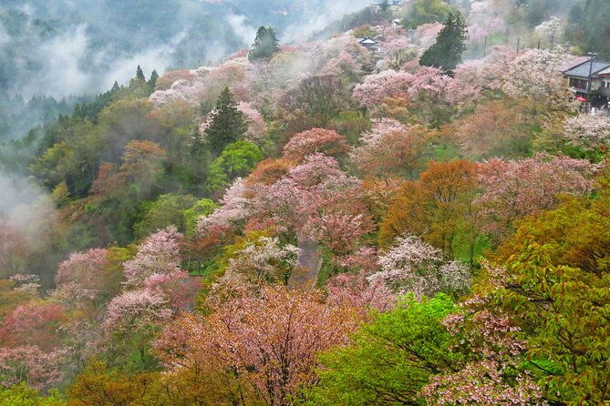 cherry-blossom-buddha-and-mt-yoshino-with-strawberry-picking-tour