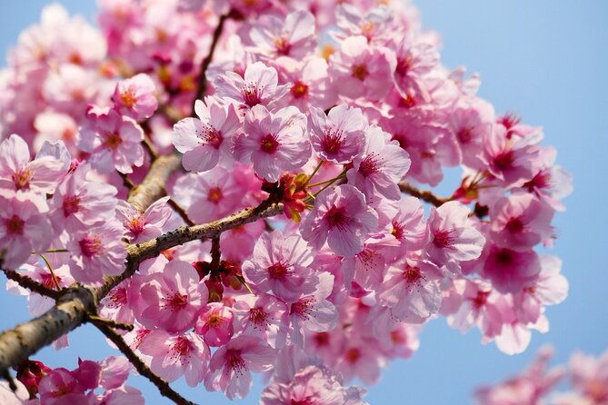 cherry-blossom-private-tour