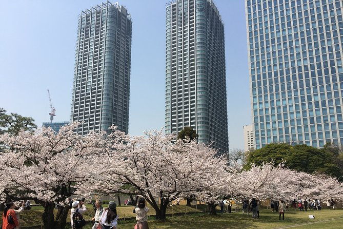 cherry-blossom-tour-in-tokyo