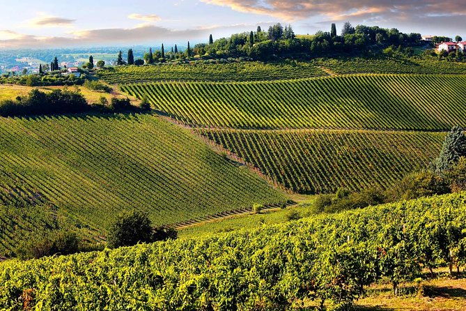 chianti-half-day-wine-tour-in-the-tuscans-hills-from-pisa