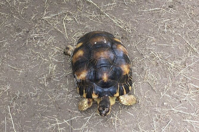 corsica-a-cupulatta-turtle-park-skip-the-line-admission-ticket