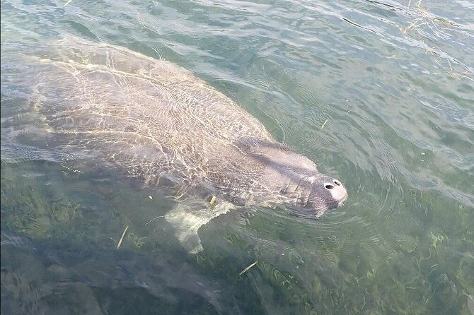 crystal-river-manatee-viewing-cruise