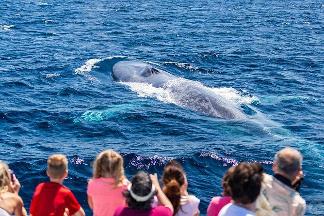 dana-point-dolphin-and-whale-watching-eco-safari
