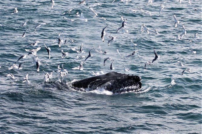 deluxe-whale-watching-and-whales-of-iceland-exhibition-combo-from-reykjavik