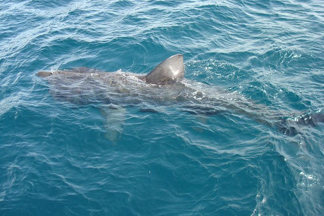 dingle-boat-tours-wildlife-rib-adventure