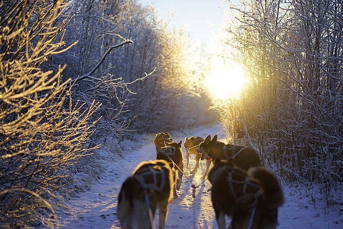 dog-sled-tour-and-husky-cuddles