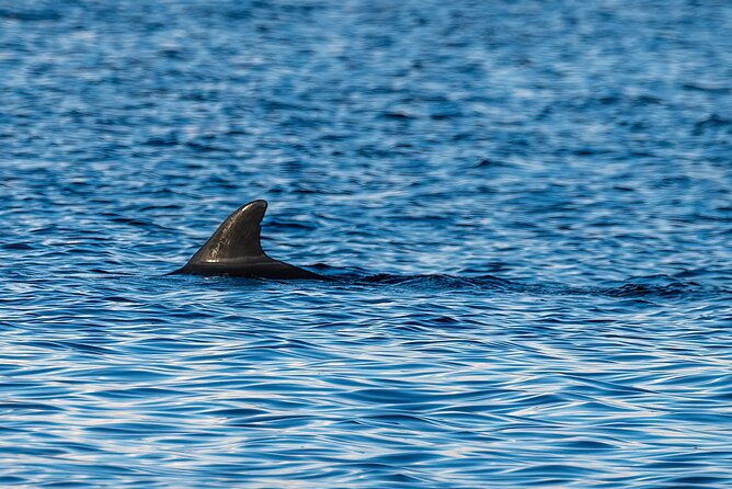 dolphin-and-nature-sunset-cruise-from-orange-beach