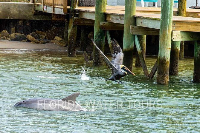 dolphin-and-wildlife-adventure-of-st-augustine