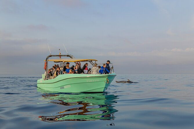 dolphin-watching-by-boat