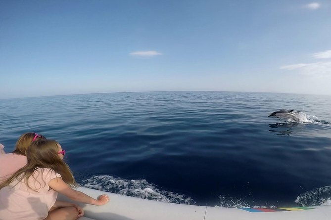 dolphin-watching-conservation-dolphins-in-the-gulf-of-catania