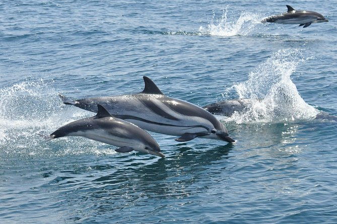 dolphin-watching-excursion-in-gibraltar