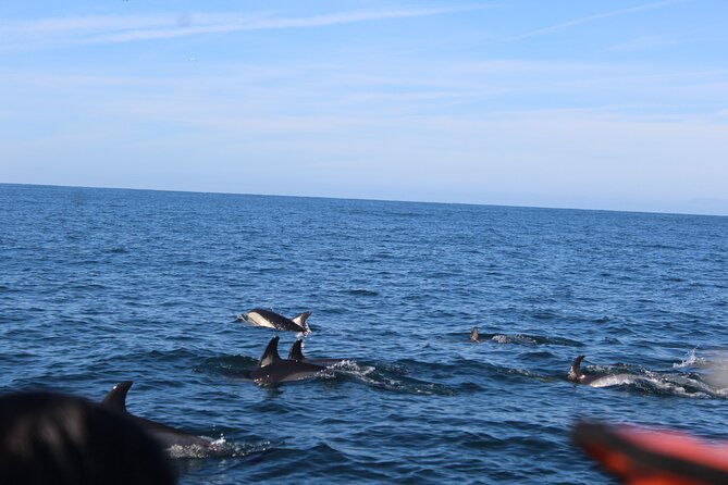 dolphin-watching-from-faro