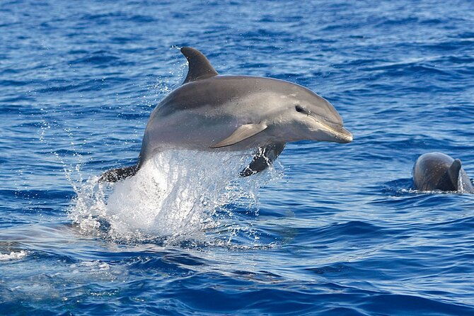 dolphin-watching-tour-with-snorkeling-from-olbia