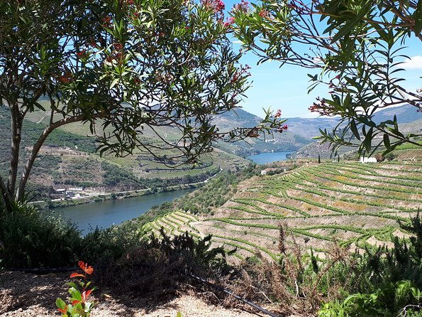 douro-valley-tour-wine-food