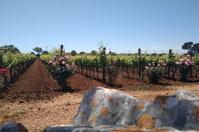 ebike-tours-alberobello-and-the-wines-of-valle-ditria