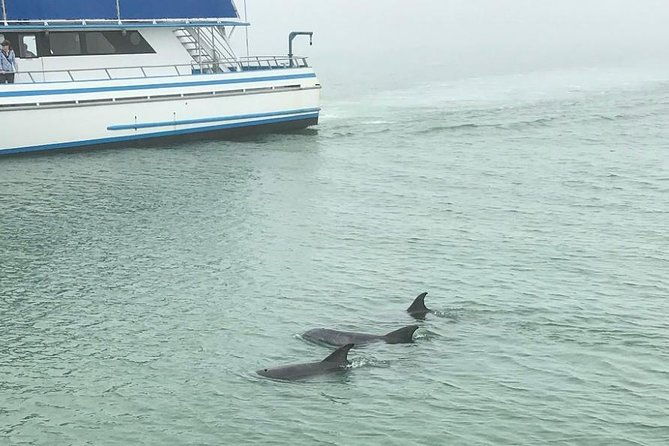 eco-and-dolphin-watch-tour-of-south-padre-island