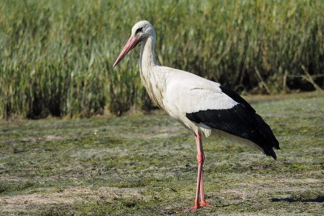 eco-boat-tour-in-the-ria-formosa-lagoon-from-faro