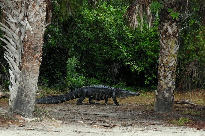everglades-day-safari-from-ft-lauderdale