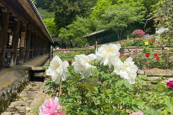 exclusive-luxury-day-tours-serene-nara