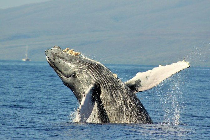 eye-level-whale-watching-eco-raft-tour-from-lahaina