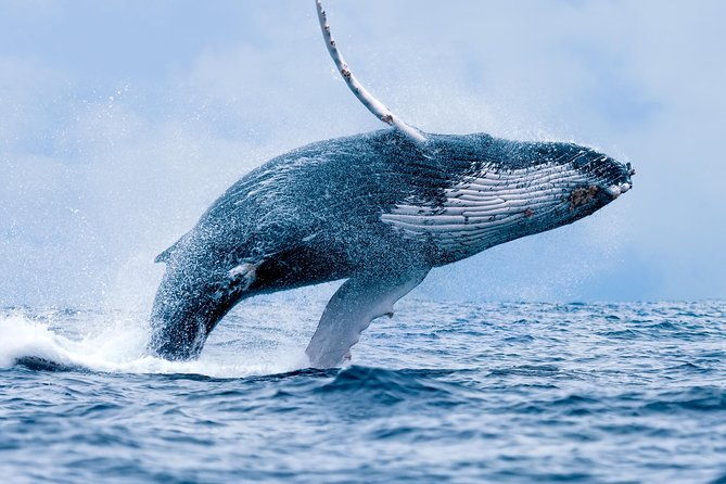 from-maalaea-whale-watching-tour-aboard-the-quicksilver