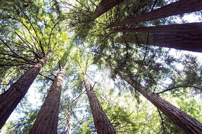 from-san-francisco-guided-tour-to-muir-woods-coastal-redwoods