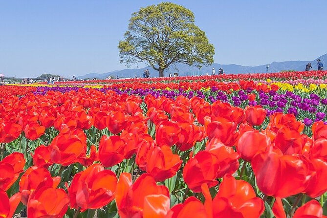 fukuoka-cherry-blossom-and-tulip-tour-with-boat-ride-yokabus