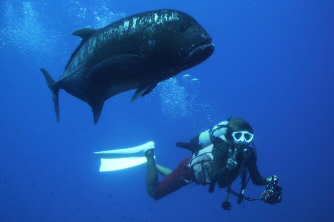 full-day-guided-boat-2diving-in-kerama-islands%ef%bc%88license-required%ef%bc%89