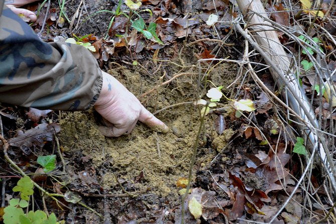full-day-small-group-truffle-hunting-in-tuscany-with-lunch