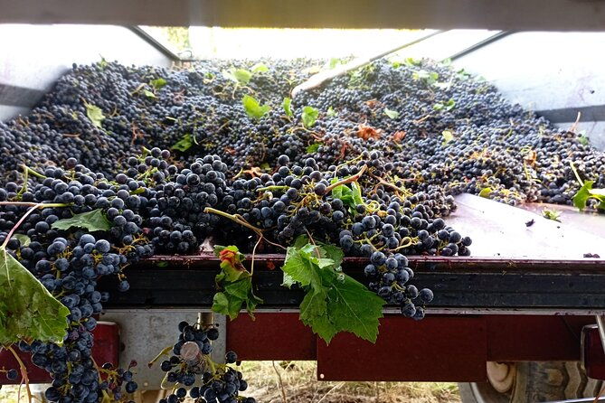 greve-in-chianti-wine-tasting-and-winery-tour