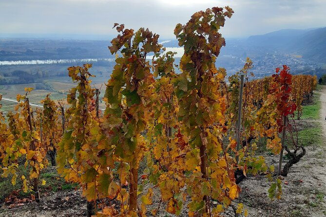 guided-tour-and-wine-tasting-northern-rhone-valley