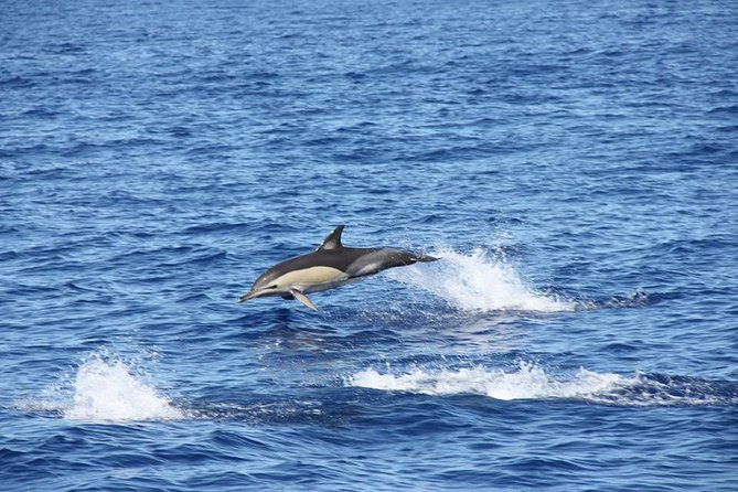 half-day-catamaran-trip-from-funchal