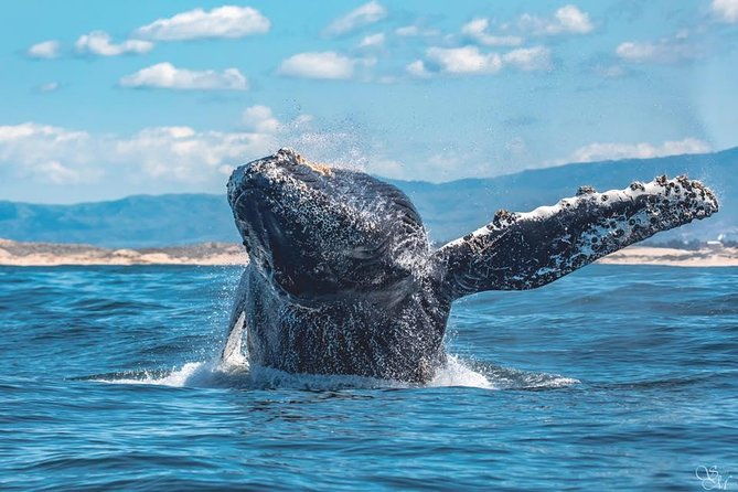half-day-whale-watching-tour-from-monterey