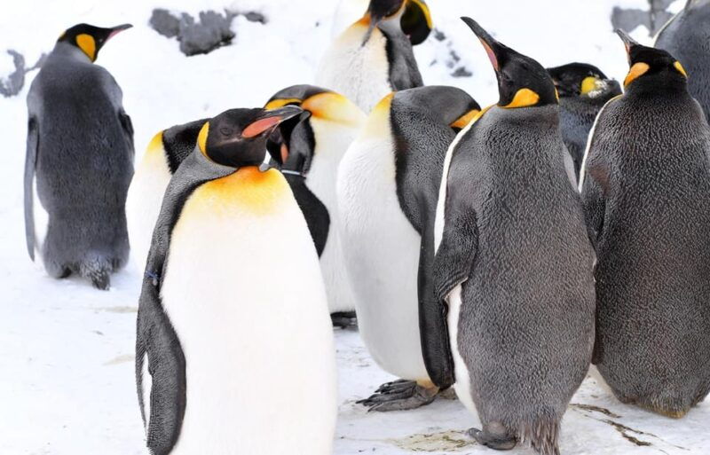 hokkaido-1-day-trip-asahiyama-zoo-biei-and-ningle-terrace