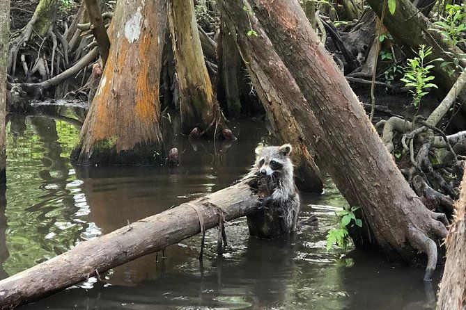 honey-island-swamp-boat-tour