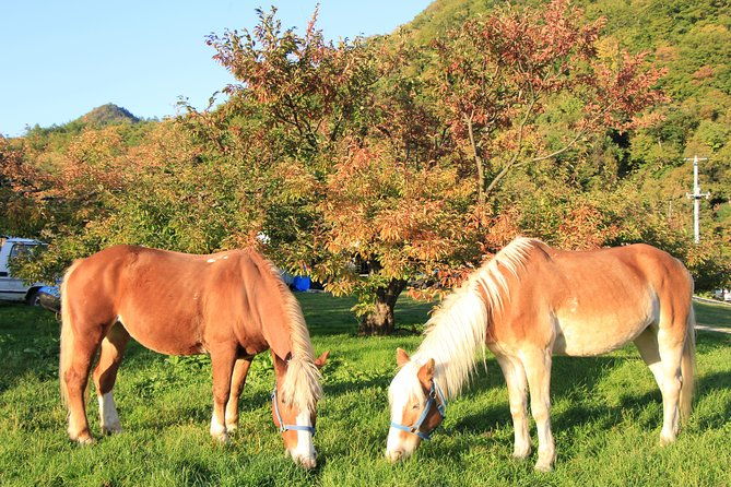 horseback-riding-in-a-country-side-in-sapporo-private-transfer-is-included