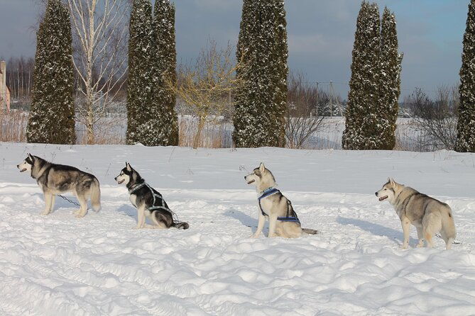 husky-dog-sledding-tour-from-riga