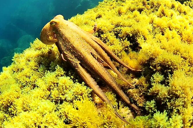 ibiza-snorkeling-beach-and-cave-cruise-tour