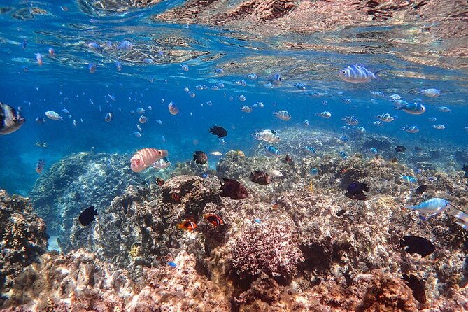 ishigaki-mangrove-sup-or-canoeing-and-phantom-island-snorkeling