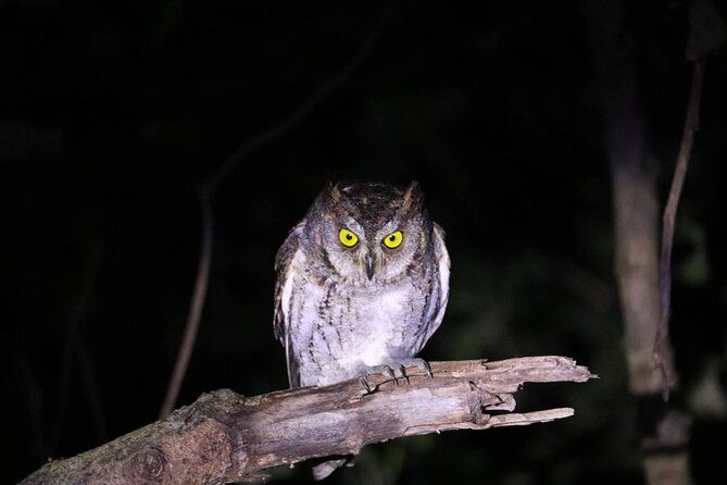 ishigaki-night-jungle-tour