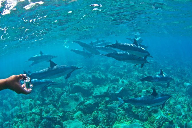 kealakekua-bay-snorkeling-tour-4-hour-kona-zodiac-adventure