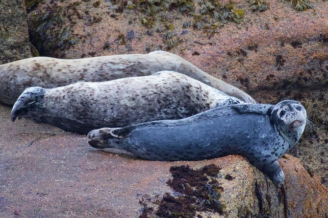 kenai-fjords-and-resurrection-bay-half-day-wildlife-cruise