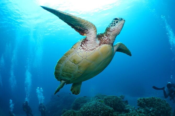 kerama-islands-experience-dive-snorkeling-whale-watching-service