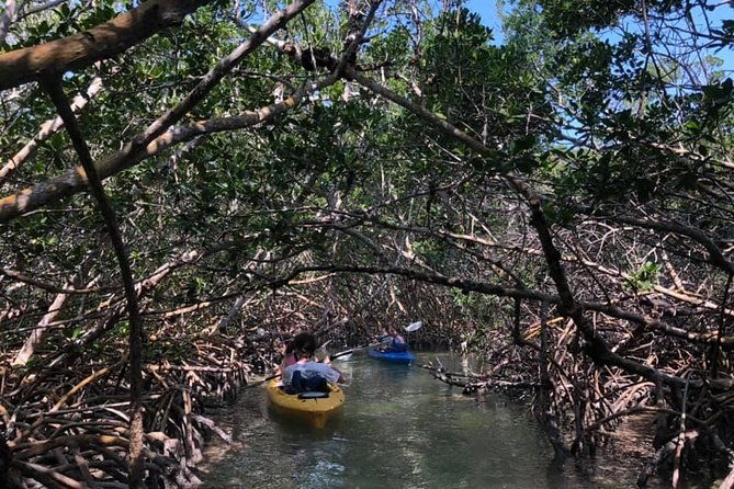 key-west-mangrove-kayak-eco-tour