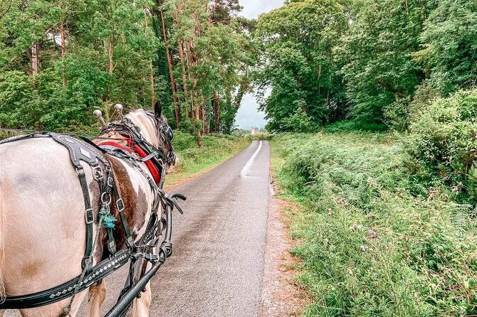 killarney-national-park-tour