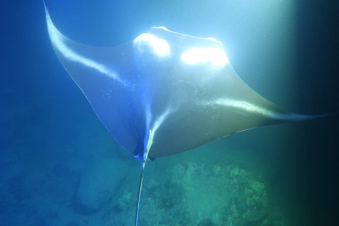 kona-manta-rays-guaranteed-night-snorkel-in-keauhou-harbor