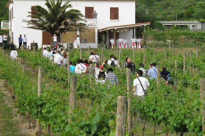 konavle-valley-wine-tour-from-dubrovnik-with-train-ride-and-wine-tasting