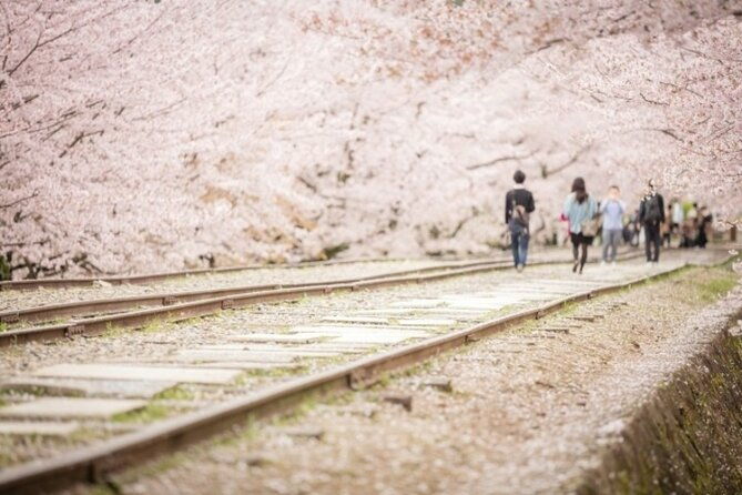 kyoto-cherry-blossom-with-miyako-odori-1-day-walking-tour