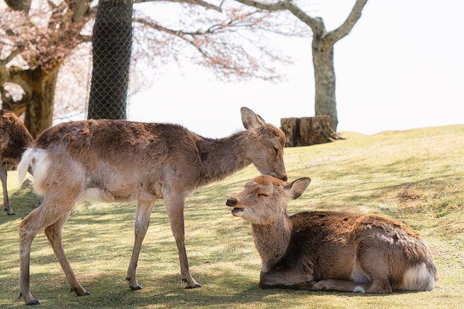 kyoto-nara-uji-full-day-sightseeing-tour-from-osaka-or-kyoto